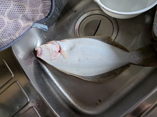ヒラメの釣果
