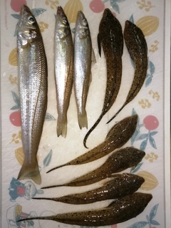 シロギスの釣果