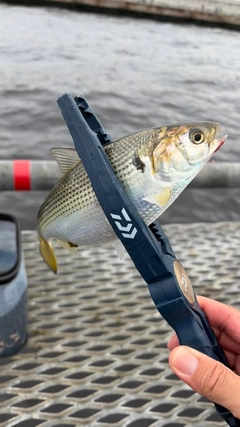 コノシロの釣果