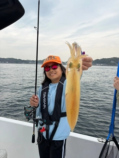 マルイカの釣果