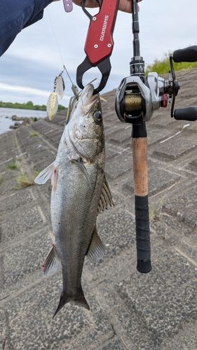 セイゴ（マルスズキ）の釣果