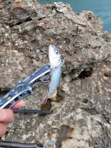 イワシの釣果