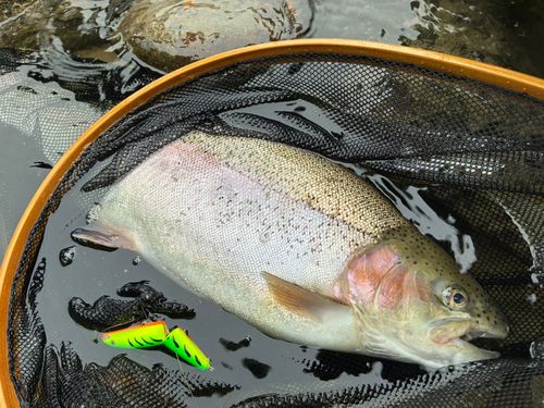 ニジマスの釣果