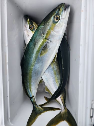イナダの釣果