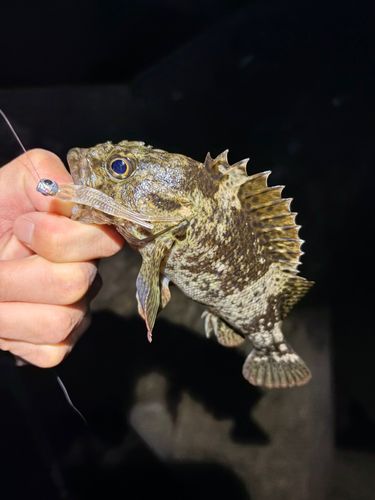 マゾイの釣果