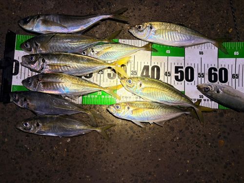 アジの釣果