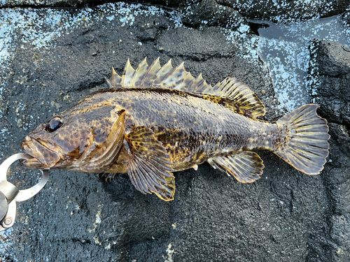 タケノコメバルの釣果