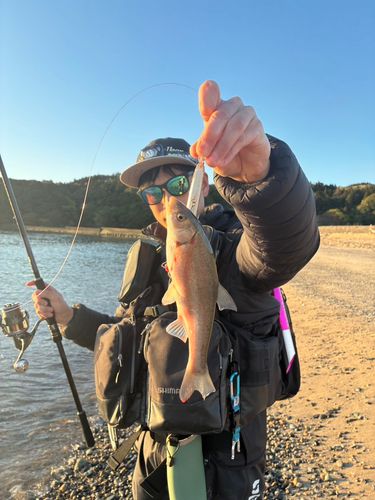 ウグイの釣果