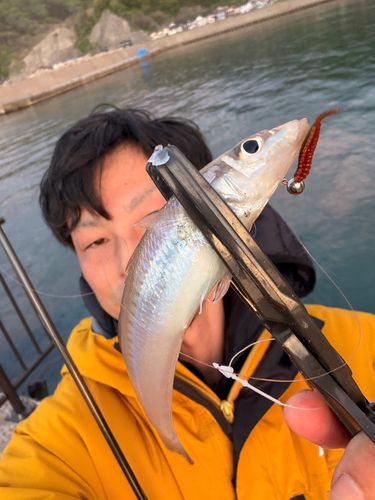 シロギスの釣果