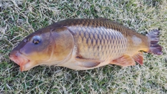 コイの釣果