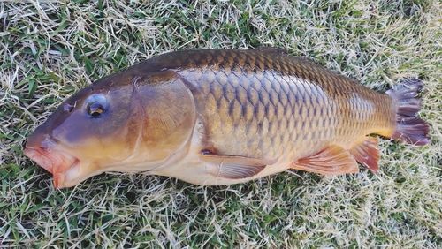 コイの釣果
