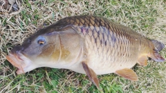 コイの釣果