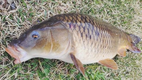 コイの釣果