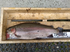 ニジマスの釣果
