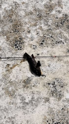 釣果