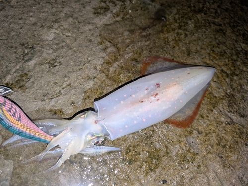 ケンサキイカの釣果