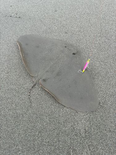 ツバクロエイの釣果