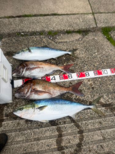 ブリの釣果