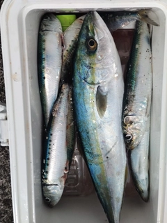 ワカシの釣果