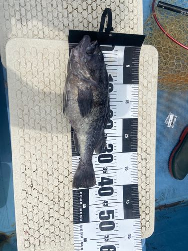 クロソイの釣果
