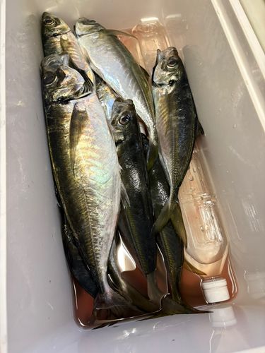 アジの釣果