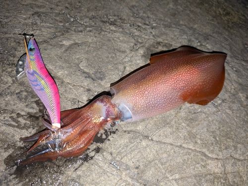ケンサキイカの釣果