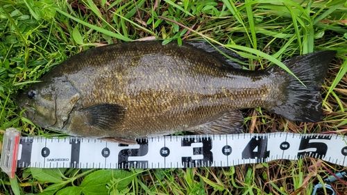 スモールマウスバスの釣果
