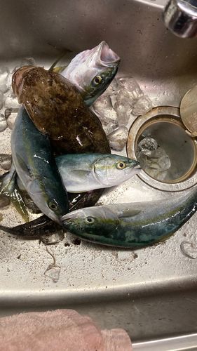 ツバイソの釣果