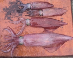 ケンサキイカの釣果
