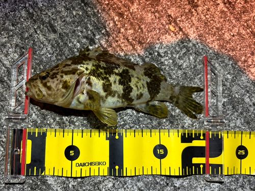 タケノコメバルの釣果
