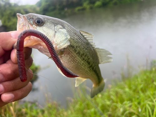 ラージマウスバスの釣果