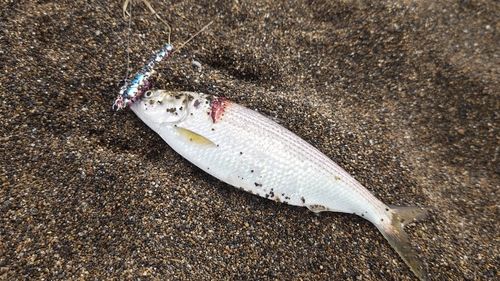 コノシロの釣果