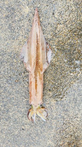 ヤリイカの釣果