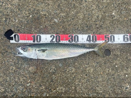 サバの釣果