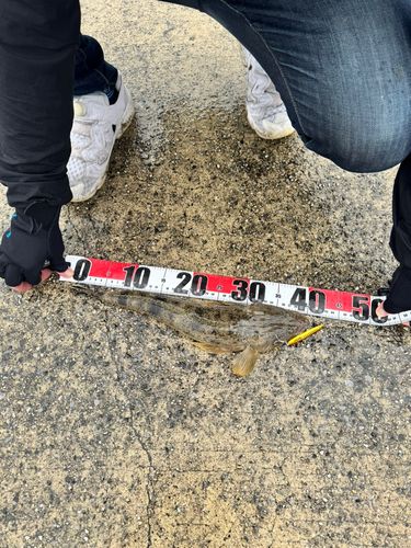 マゴチの釣果