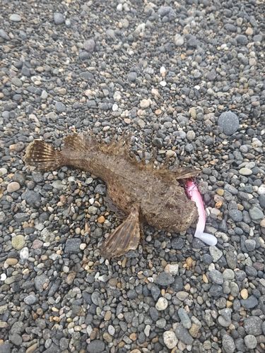 オニオコゼの釣果