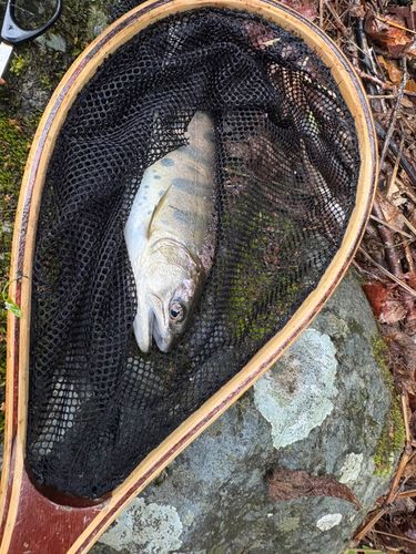 ヤマメの釣果