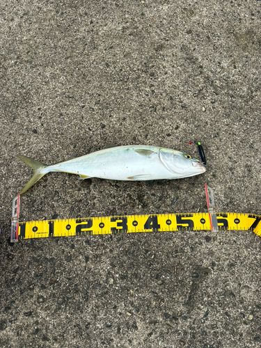 フクラギの釣果