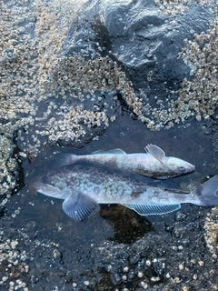 ホッケの釣果