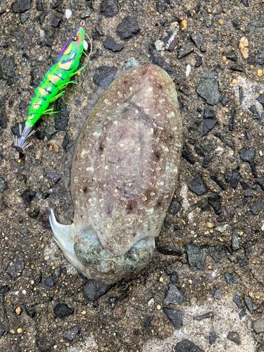 コウイカの釣果