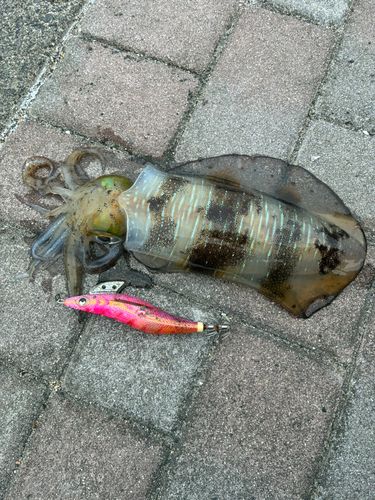 アオリイカの釣果