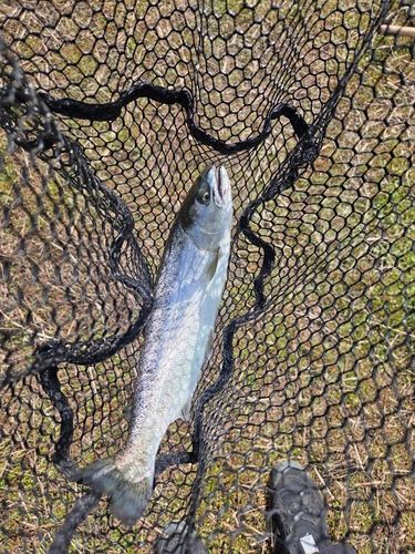 ニジマスの釣果