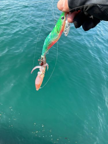 ケンサキイカの釣果