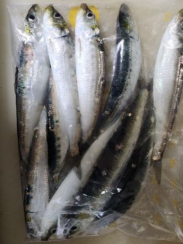 イワシの釣果