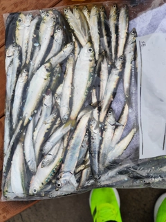 カタクチイワシの釣果