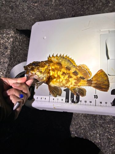 カサゴの釣果