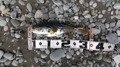 シマフグの釣果
