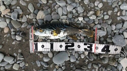 シマフグの釣果