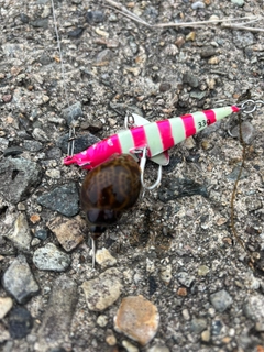 釣果
