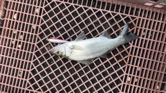 セイゴ（ヒラスズキ）の釣果